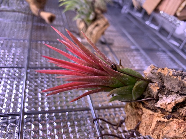 �`�����W�A,�e�B�����W�A,�G�A�[�v�����c,Tillandsia,�`�����h�V�A