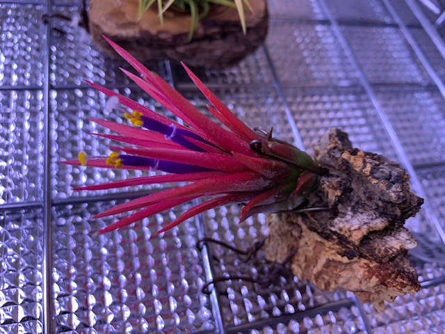 �`�����W�A,�e�B�����W�A,�G�A�[�v�����c,Tillandsia,�`�����h�V�A