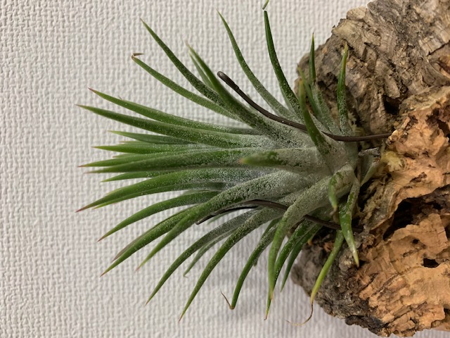 �`�����W�A,�e�B�����W�A,�G�A�[�v�����c,Tillandsia,�`�����h�V�A