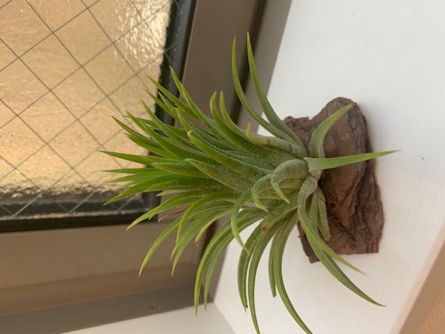 �`�����W�A,�e�B�����W�A,�G�A�[�v�����c,Tillandsia,�`�����h�V�A