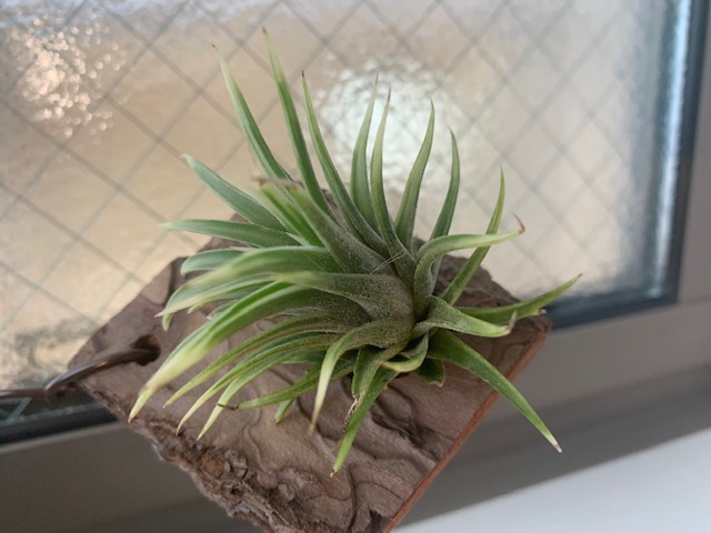 �`�����W�A,�e�B�����W�A,�G�A�[�v�����c,Tillandsia,�`�����h�V�A