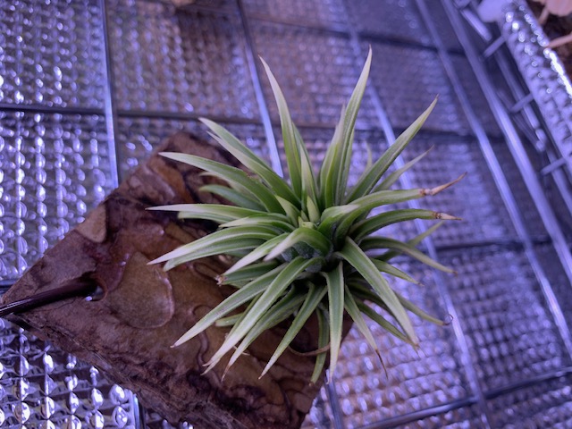 �`�����W�A,�e�B�����W�A,�G�A�[�v�����c,Tillandsia,�`�����h�V�A