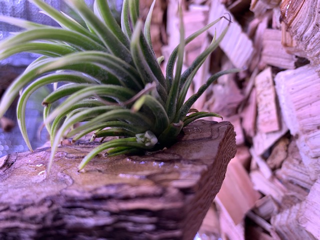 �`�����W�A,�e�B�����W�A,�G�A�[�v�����c,Tillandsia,�`�����h�V�A