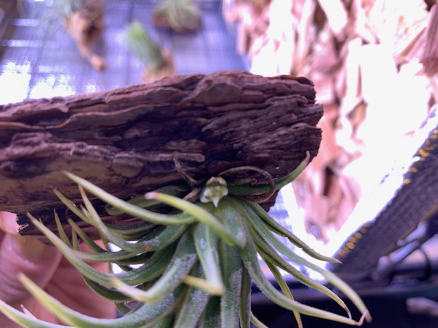 �`�����W�A,�e�B�����W�A,�G�A�[�v�����c,Tillandsia,�`�����h�V�A