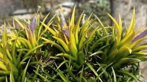 �`�����W�A,�e�B�����W�A,�G�A�[�v�����c,Tillandsia,�`�����h�V�A