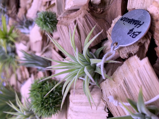 �`�����W�A,�e�B�����W�A,�G�A�[�v�����c,Tillandsia,�`�����h�V�A