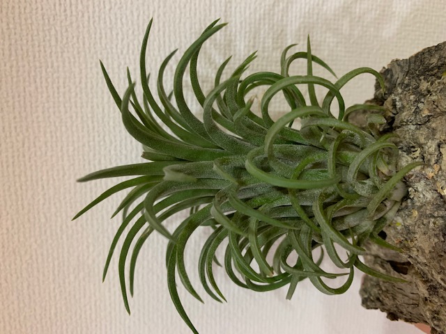 �`�����W�A,�e�B�����W�A,�G�A�[�v�����c,Tillandsia,�`�����h�V�A