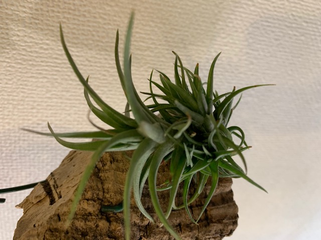 �`�����W�A,�e�B�����W�A,�G�A�[�v�����c,Tillandsia,�`�����h�V�A