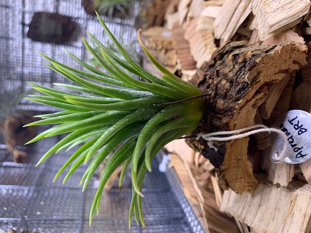 �`�����W�A,�e�B�����W�A,�G�A�[�v�����c,Tillandsia,�`�����h�V�A