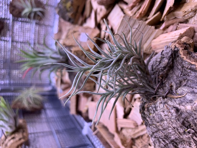 �`�����W�A,�e�B�����W�A,�G�A�[�v�����c,Tillandsia,�`�����h�V�A