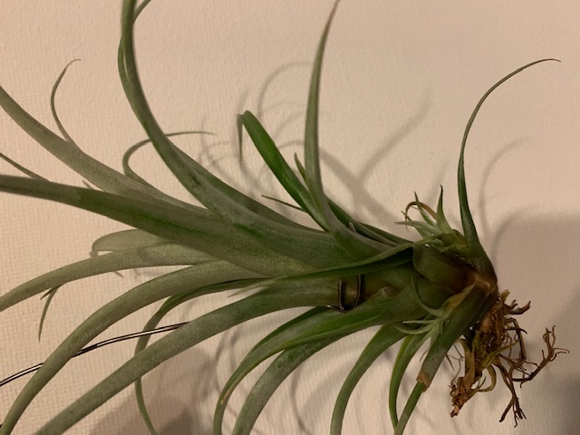 �`�����W�A,�e�B�����W�A,�G�A�[�v�����c,Tillandsia,�`�����h�V�A
