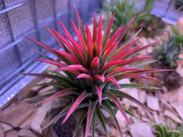 �`�����W�A,�e�B�����W�A,�G�A�[�v�����c,Tillandsia,�`�����h�V�A