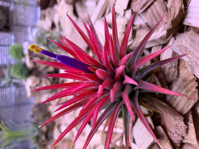 �`�����W�A,�e�B�����W�A,�G�A�[�v�����c,Tillandsia,�`�����h�V�A