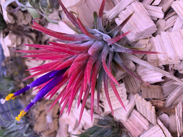 �`�����W�A,�e�B�����W�A,�G�A�[�v�����c,Tillandsia,�`�����h�V�A