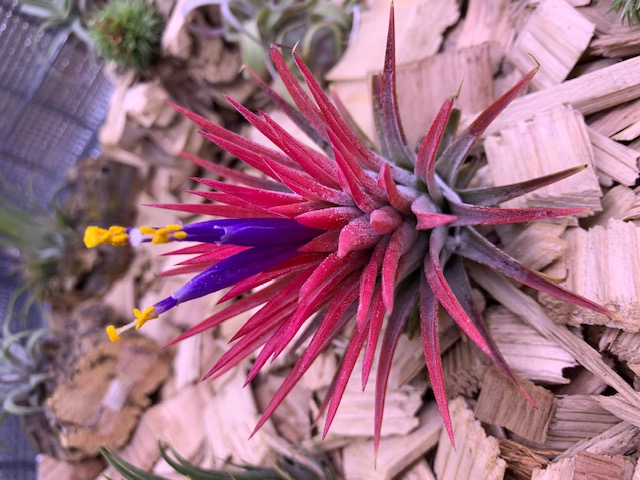 �`�����W�A,�e�B�����W�A,�G�A�[�v�����c,Tillandsia,�`�����h�V�A