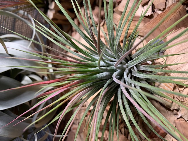 �`�����W�A,�e�B�����W�A,�G�A�[�v�����c,Tillandsia,�`�����h�V�A