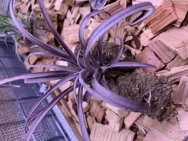 �`�����W�A,�e�B�����W�A,�G�A�[�v�����c,Tillandsia,�`�����h�V�A