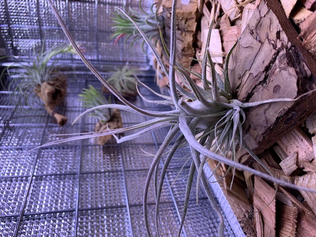 �`�����W�A,�e�B�����W�A,�G�A�[�v�����c,Tillandsia,�`�����h�V�A