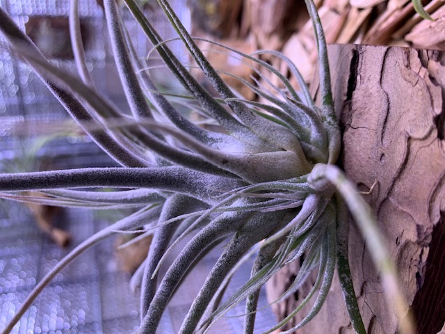 �`�����W�A,�e�B�����W�A,�G�A�[�v�����c,Tillandsia,�`�����h�V�A
