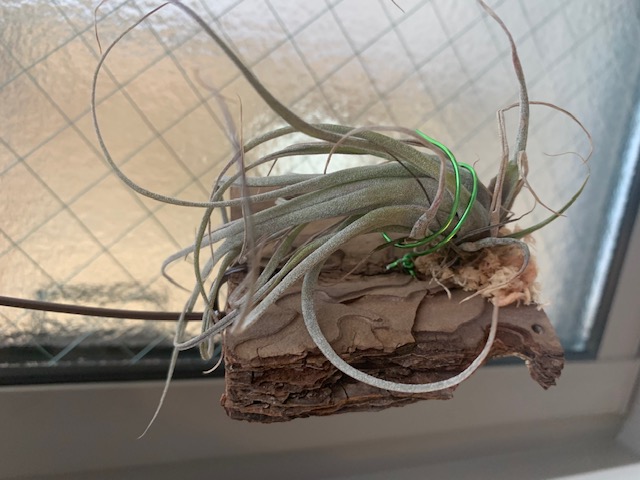 �`�����W�A,�e�B�����W�A,�G�A�[�v�����c,Tillandsia,�`�����h�V�A