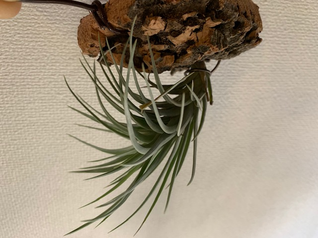�`�����W�A,�e�B�����W�A,�G�A�[�v�����c,Tillandsia,�`�����h�V�A