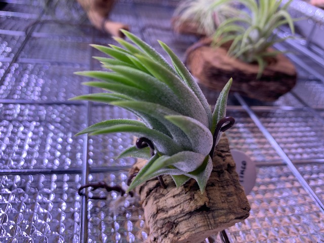�`�����W�A,�e�B�����W�A,�G�A�[�v�����c,Tillandsia,�`�����h�V�A
