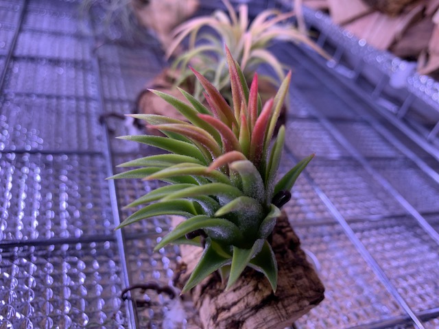 �`�����W�A,�e�B�����W�A,�G�A�[�v�����c,Tillandsia,�`�����h�V�A