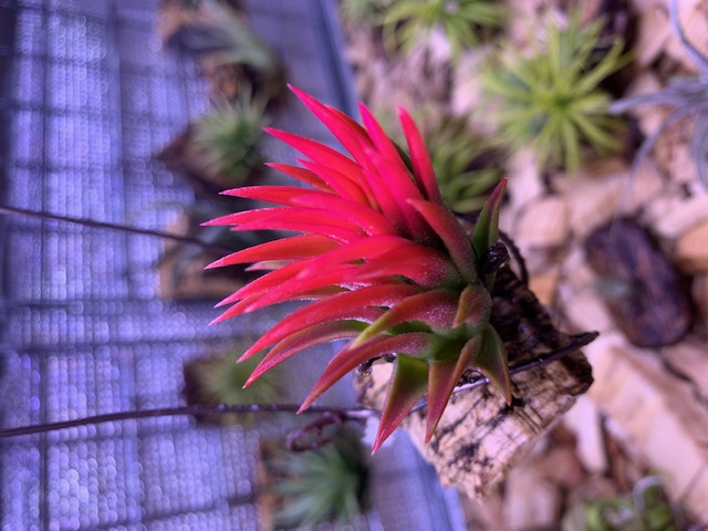 �`�����W�A,�e�B�����W�A,�G�A�[�v�����c,Tillandsia,�`�����h�V�A