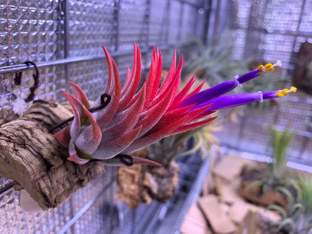 �`�����W�A,�e�B�����W�A,�G�A�[�v�����c,Tillandsia,�`�����h�V�A