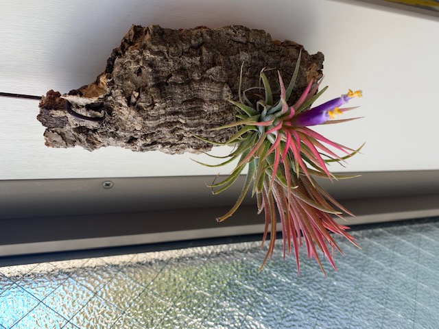 �`�����W�A,�e�B�����W�A,�G�A�[�v�����c,Tillandsia,�`�����h�V�A