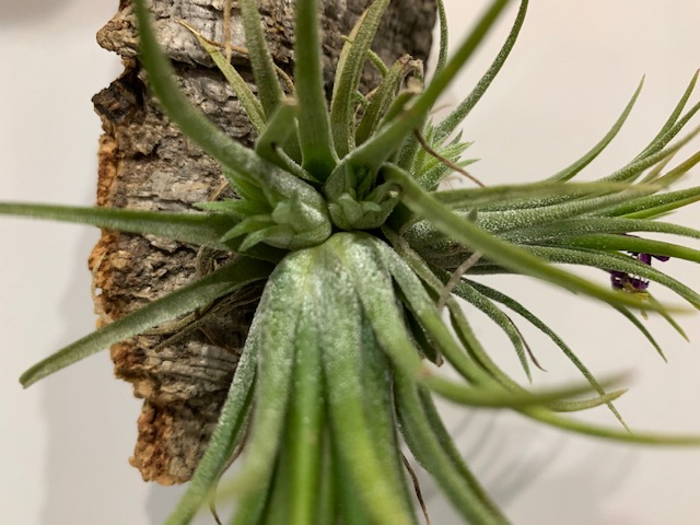 �`�����W�A,�e�B�����W�A,�G�A�[�v�����c,Tillandsia,�`�����h�V�A