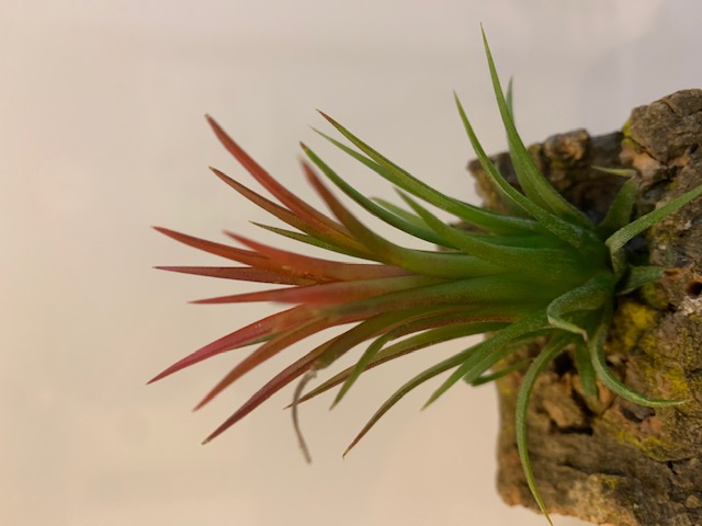 チランジア,ティランジア,エアープランツ,Tillandsia,チランドシア