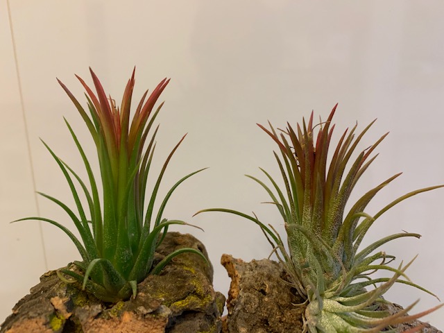 チランジア,ティランジア,エアープランツ,Tillandsia,チランドシア
