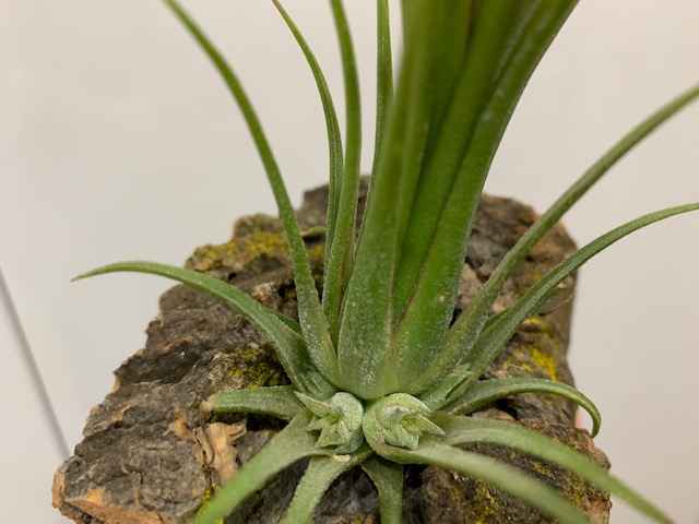 �`�����W�A,�e�B�����W�A,�G�A�[�v�����c,Tillandsia,�`�����h�V�A