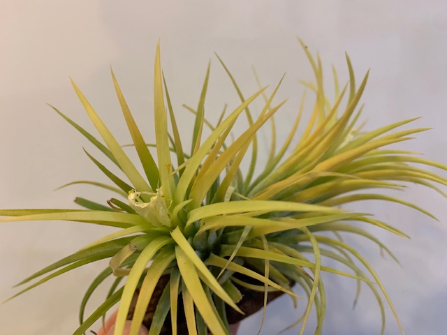 �`�����W�A,�e�B�����W�A,�G�A�[�v�����c,Tillandsia,�`�����h�V�A
