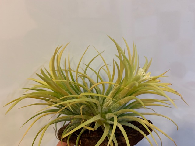 �`�����W�A,�e�B�����W�A,�G�A�[�v�����c,Tillandsia,�`�����h�V�A