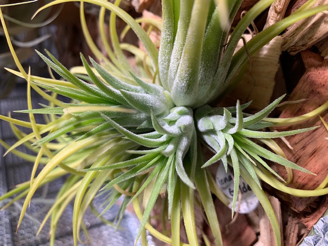�`�����W�A,�e�B�����W�A,�G�A�[�v�����c,Tillandsia,�`�����h�V�A