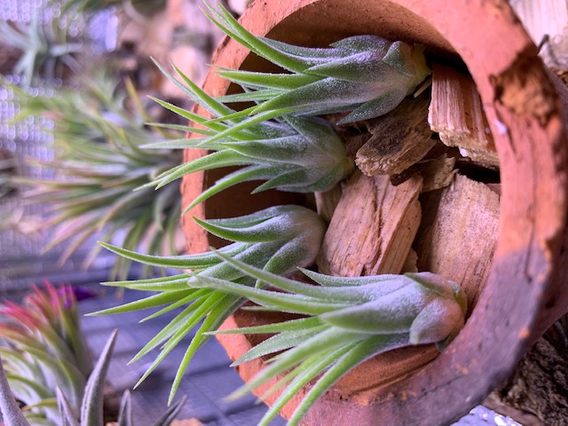 �`�����W�A,�e�B�����W�A,�G�A�[�v�����c,Tillandsia,�`�����h�V�A