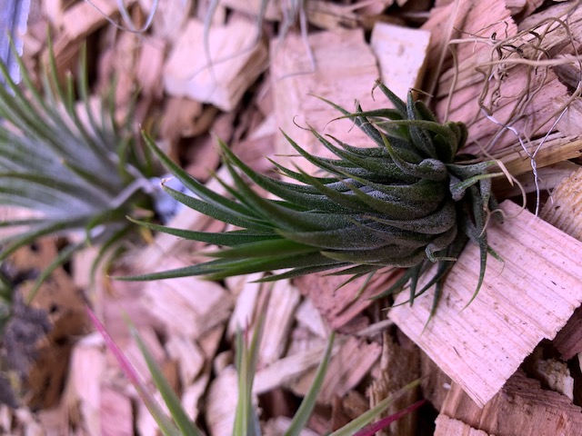 �`�����W�A,�e�B�����W�A,�G�A�[�v�����c,Tillandsia,�`�����h�V�A
