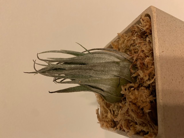 �`�����W�A,�e�B�����W�A,�G�A�[�v�����c,Tillandsia,�`�����h�V�A