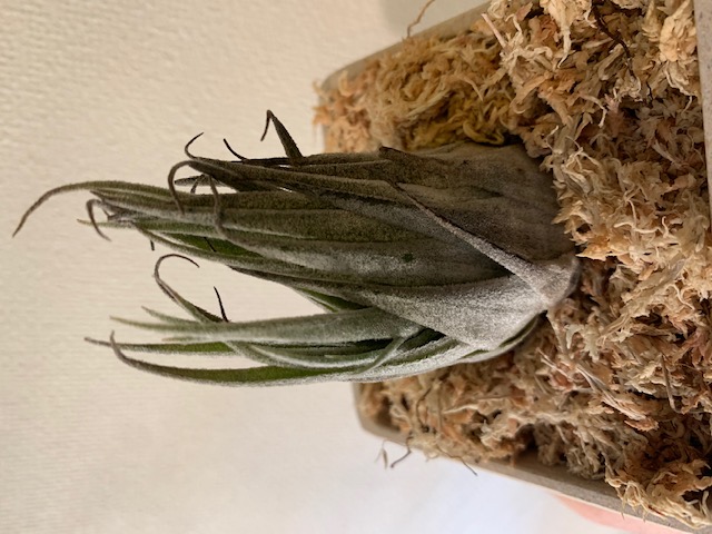�`�����W�A,�e�B�����W�A,�G�A�[�v�����c,Tillandsia,�`�����h�V�A