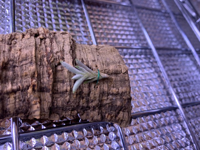 �`�����W�A,�e�B�����W�A,�G�A�[�v�����c,Tillandsia,�`�����h�V�A