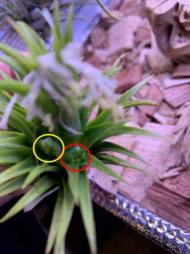 �`�����W�A,�e�B�����W�A,�G�A�[�v�����c,Tillandsia,�`�����h�V�A