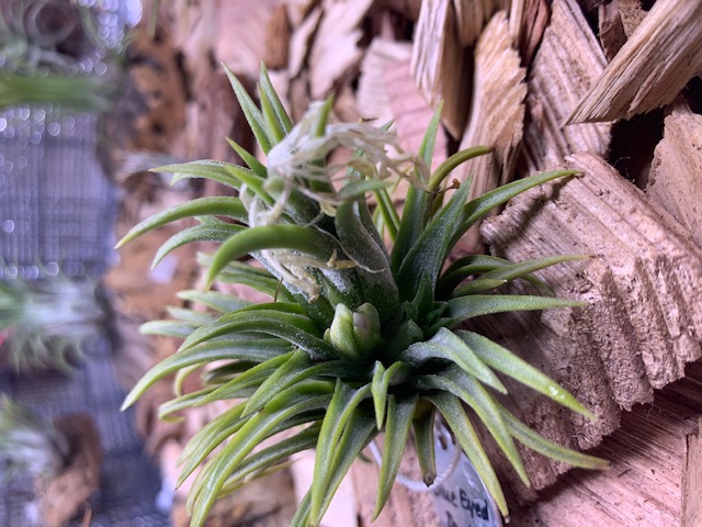 �`�����W�A,�e�B�����W�A,�G�A�[�v�����c,Tillandsia,�`�����h�V�A