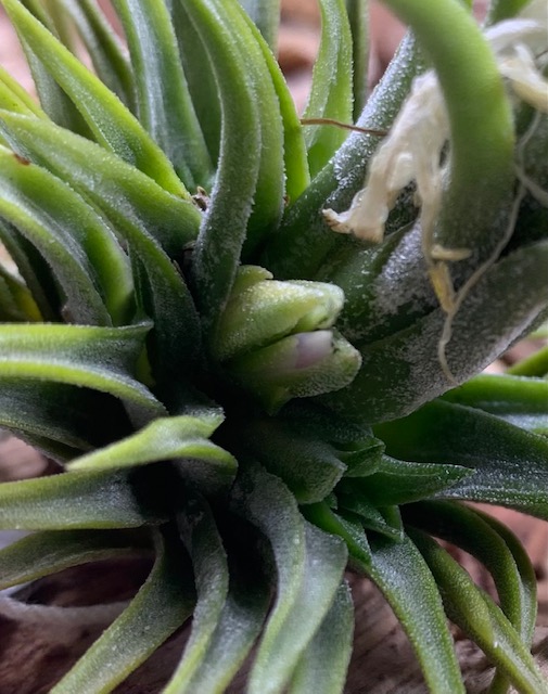 �`�����W�A,�e�B�����W�A,�G�A�[�v�����c,Tillandsia,�`�����h�V�A