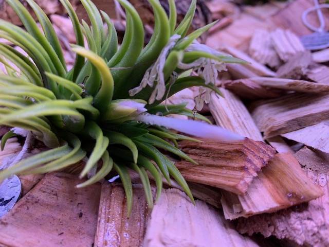 �`�����W�A,�e�B�����W�A,�G�A�[�v�����c,Tillandsia,�`�����h�V�A