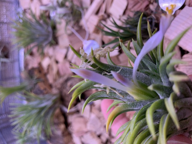 �`�����W�A,�e�B�����W�A,�G�A�[�v�����c,Tillandsia,�`�����h�V�A