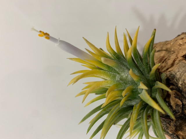 �`�����W�A,�e�B�����W�A,�G�A�[�v�����c,Tillandsia,�`�����h�V�A