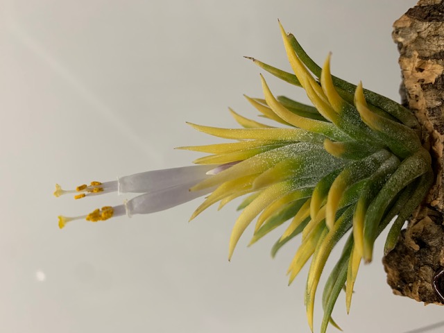 �`�����W�A,�e�B�����W�A,�G�A�[�v�����c,Tillandsia,�`�����h�V�A