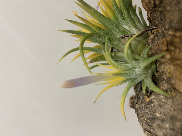 �`�����W�A,�e�B�����W�A,�G�A�[�v�����c,Tillandsia,�`�����h�V�A
